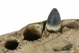 Cretaceous Crocodilian Jaw Section - Hell Creek Formation #144138-5